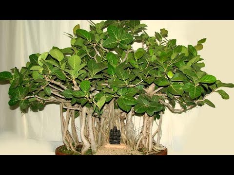 Фикус баньян - Ficus benghalensis