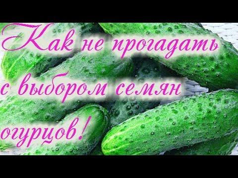 КАКИЕ ОГУРЦЫ УРОЖАЙНЕЕ И ПРОЩЕ В ВЫРАЩИВАНИИ.