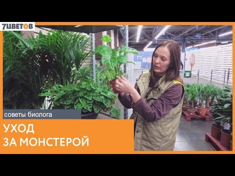 Монстера. Уход за растением | Рекомендации биолога 7ЦВЕТОВ