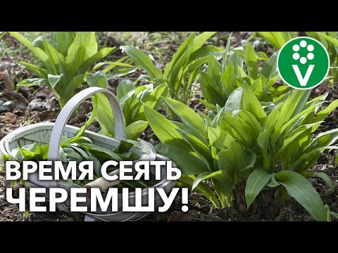 ВИТАМИННУЮ ЗЕЛЕНЬ РАСТИМ САМИ! Спешите посеять ЧЕРЕМШУ прямо сейчас!