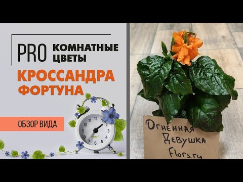 Кроссандра Фортуна - никогда мне не достается, ведь его сразу раскупают | Оранжевый экзот