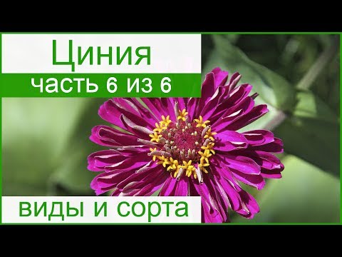 🌻 Виды и сорта цинии – описание