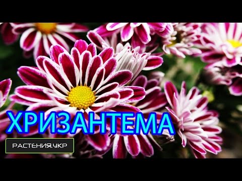 Как правильно ухаживать за Хризантемой? / хризантема комнатная