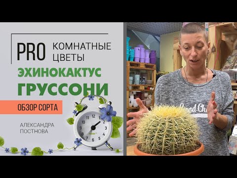 Эхинокактус Груссони - колючий и круглый суккулент, кактус и просто радость в доме.