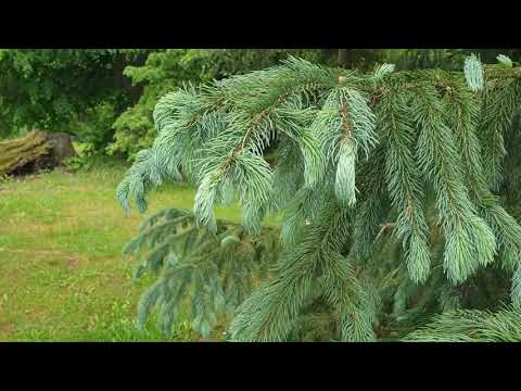 Picea engelmannii smrk Engelmannův