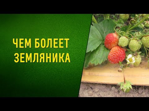 ЧЕМ БОЛЕЕТ ЗЕМЛЯНИКА? Фузариоз, вертиллезное увядание и прочие