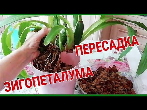 Пересадка Орхидеи Зигопеталум, убегающей из горшка)).Быстрая пересадка!/ПЕРЕСАДКА ОРХИДЕИ пошагово.