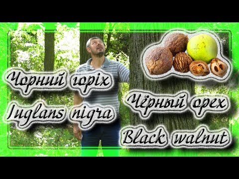 Черный орех, Black walnut, Juglans nigra.