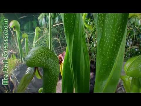 Дарлингтония калифорнийская - плотоядное растение хищник