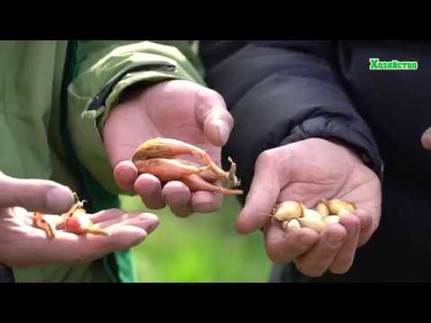 Посадка лука осенью под зиму. Севок Радар Голландия. Шалот кущевка. Тонкости посадки лука