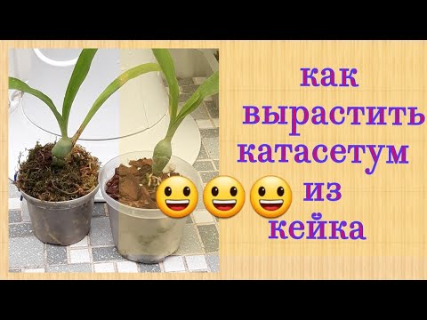 Орхидеи размножение из кейков 😃. Катасетум. Обзор моих морковок.