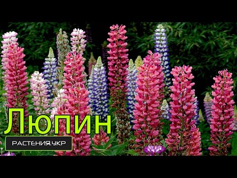 Купить Люпин Зе Говернор Lupinus The Governor - в питомнике Флорини