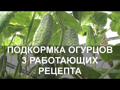 Подкормка Огурцов Народными Средствами 3 Работающих Рецепта