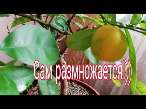 Размножение Каламондина./Косточки проросли внутри плода!!)/ Мой эксперимент!