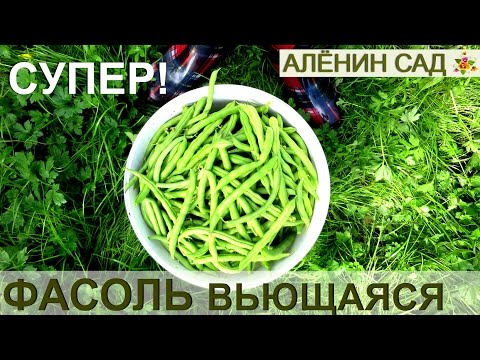 ФАСОЛЬ СПАРЖЕВАЯ, СТРУЧКОВАЯ, ВЬЮЩАЯСЯ, ФРАНЦУЗСКАЯ... СУПЕР-РАСТЕНИЕ ДЛЯ ВСЕХ!!!