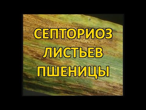 Септориоз листьев пшеницы (Septoria tritici)