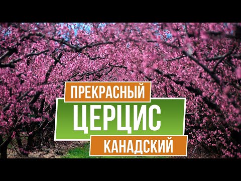 Декоративные деревья. Церцис канадский - Багрянник