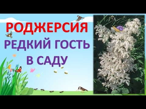 РОДЖЕРСИЯ - РЕДКОЕ РАСТЕНИЕ В НАШЕМ САДУ. Как выращивать роджерсию.