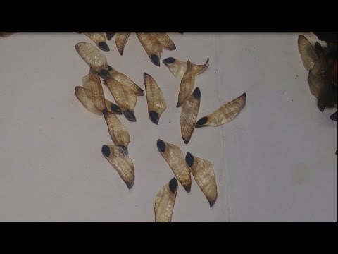 Сосна обыкновенная.От семени до сеянца
