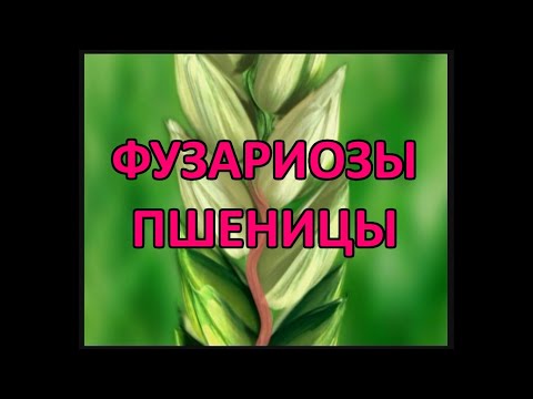 Фузариоз колоса пшеницы (Fusarium cuimorum, Fusarium graminearum)