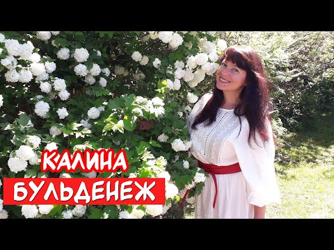 Декоративная КАЛИНА БУЛЬДЕНЕЖ - посадка, уход, обрезка. И пышное цветение!