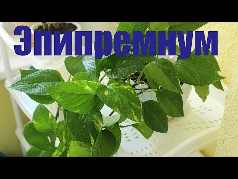 Эпипремнум. Обзор. [Надежда и Мир]