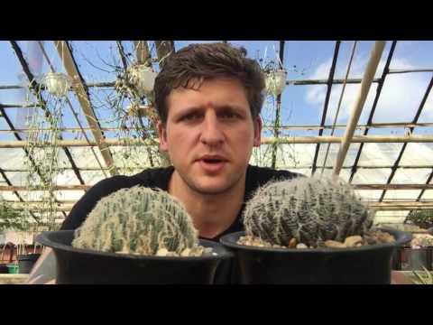 Хавортия (Haworthia) - удивительно разнообразный род суккулентов.