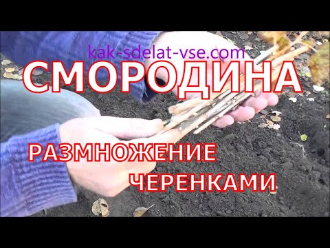 Размножение смородины черенками осенью.