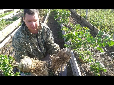 Корневой сельдерей – выращивание в урожайных грядках
