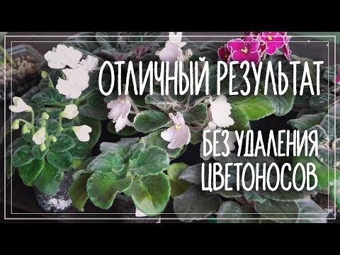 Обработка цветущих фиалок от трипса. Как избавиться от трипса не обрывая цветы