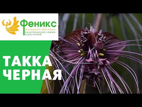 Такка чёрная - цветок Летучая Мышь