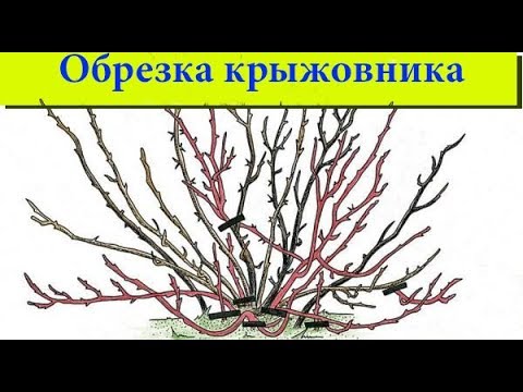 Как правильно обрезать крыжовник