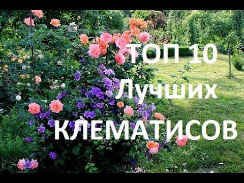 ТОП 10 ЛУЧШИХ СОРТОВ КЛЕМАТИСОВ для ВАШЕГО САДА.