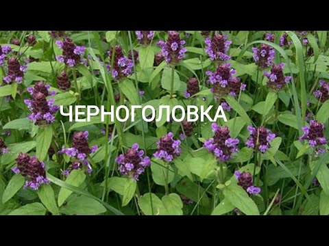 Черноголовка. И её применение.