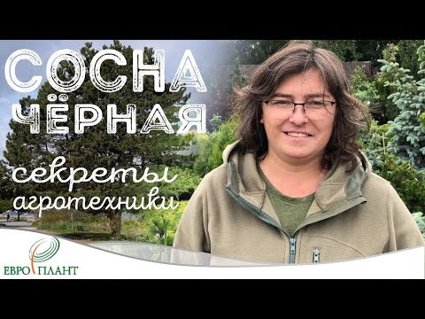 Сосна чёрная - Pinus nigra