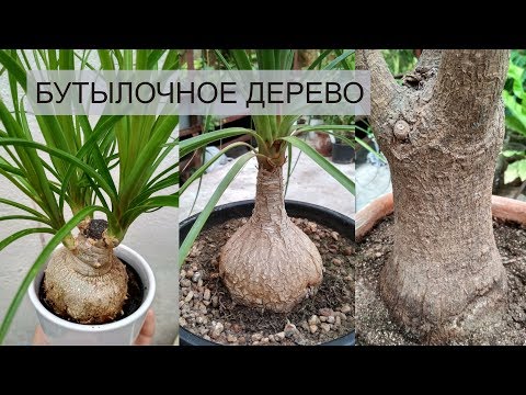 НОЛИНА (БОКАРНЕЯ) УХОД В ДОМАШНИХ УСЛОВИЯХ 🌱 БУТЫЛОЧНОЕ ДЕРЕВО