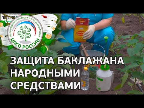 Борьба с вредителями народными средствами. Выращивание баклажанов.