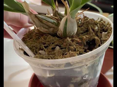 encyclia citrina . Обзор моих энциклий . Уход . Содержание