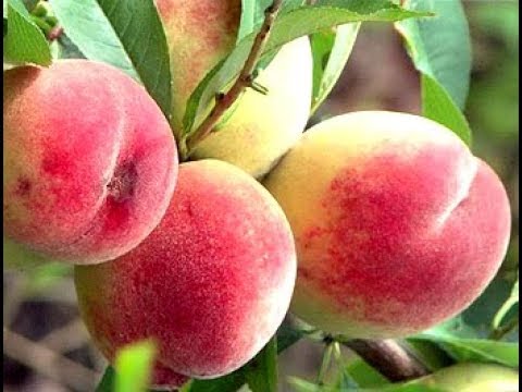 Технология выращивания персиков / От посадки саженца до сбора урожая