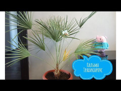 КАК ПЕРЕСАДИТЬ ПАЛЬМУ/ ТРАХИКАРПУС/УХОД/КОРНИ ГИГАНТЫ:)