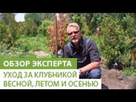 Как правильно ухаживать за клубникой весной, летом и осенью