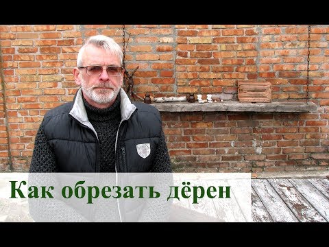 Как обрезать дёрен