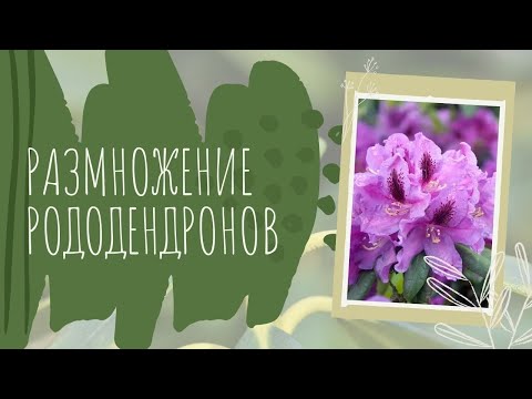 Размножение рододендронов