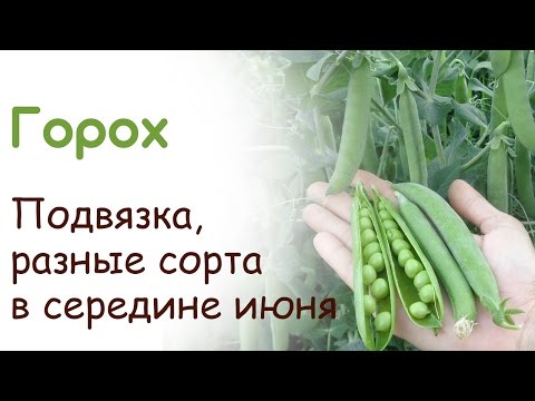 Горох созрел. Разные сорта гороха в середине июня