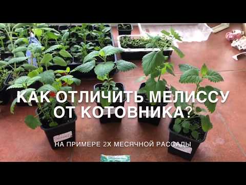 Как отличить КОТОВНИК от МЕЛИССЫ?