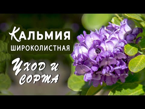 Кальмия широколистная. Зимостойкие сорта. Экзотическая редкость!