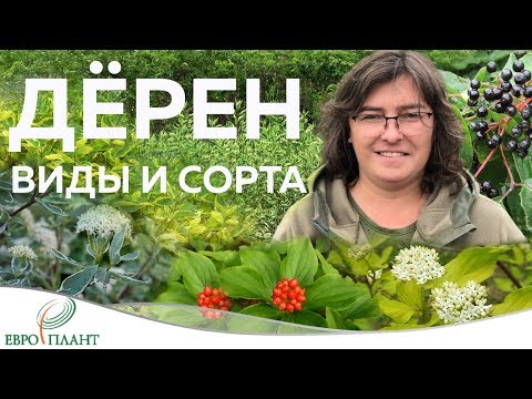 Растения минимального ухода. Дерен - обзор видов и сортов.