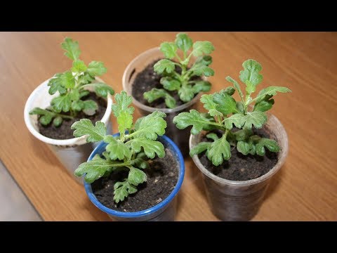 Шикарные хризантемы – шарики Как вырастить хризантему мультифлору из черенка