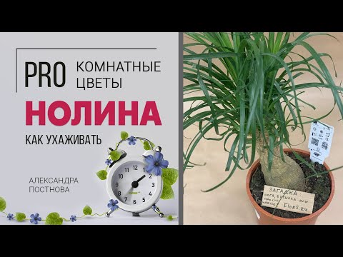 Нолина бокарнея - нога слона, бутылочное дерево. Прозвищ много, будем разбираться за что же ее так