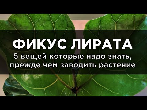 Фикус Лирата: 5 вещей которые надо знать, прежде чем заводить растение